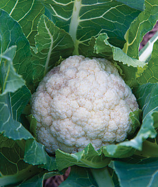 Attribute Hybrid Cauliflower